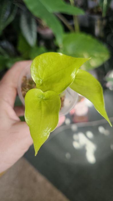 Алоказия Гагеана ауреа Голден бон, Кукулата  Голден