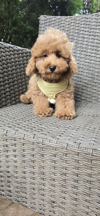 Cavapoo / chłopczyk f1b