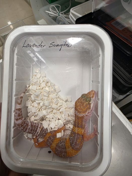 Gekon lamparci lavender sunglow w Gruby Kocur  sklep zoologiczny