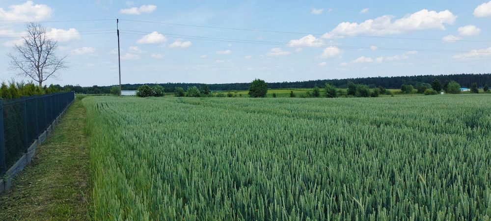 Sprzedam atrakcyjne działki we wsi Radomek