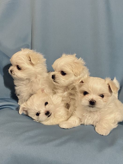 Цуценята Мальтезе Міні