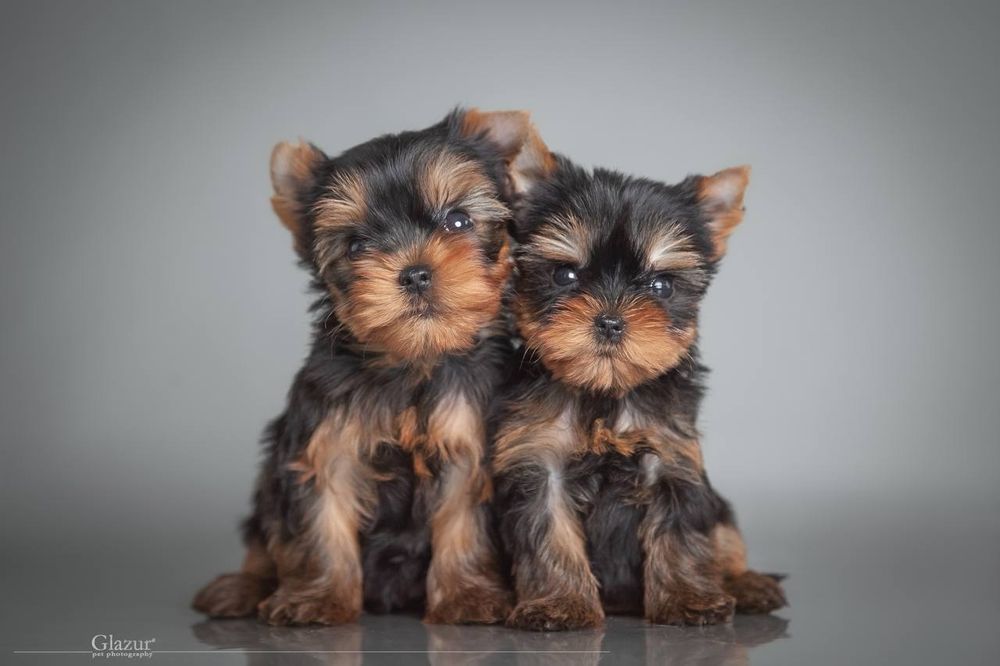 Професійний розплідник пропонує