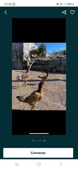 Vendo pintos e frangos brama jersey e cefosa