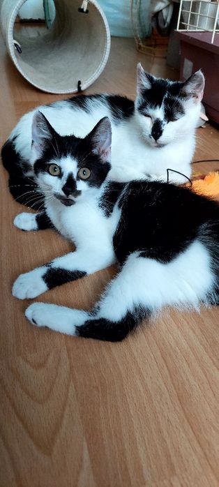 Nina cudowna koteczka do adopcji