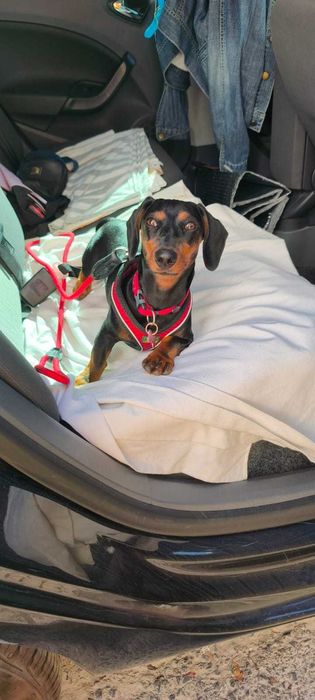 Pet Sitting Profissional – Cuidados e Carinho ao Domicílio