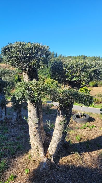Oliveiras de Jardim