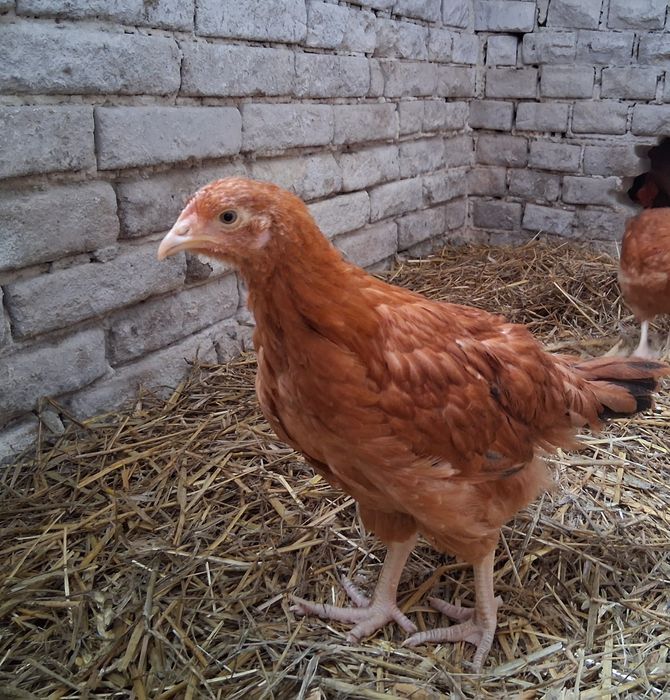 Kury nioski rosa 1 czerwone 11 tyg.