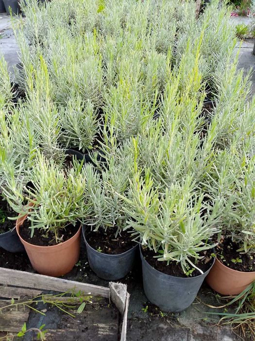 Krzewy i byliny ozdobne ( np. budleja, mięta, lawenda, laurowiśnia)