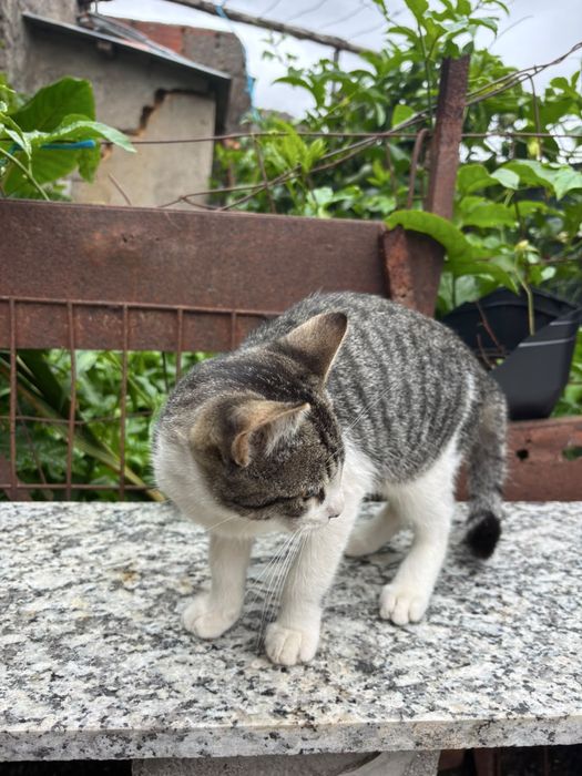 Gatinhos para adoçao