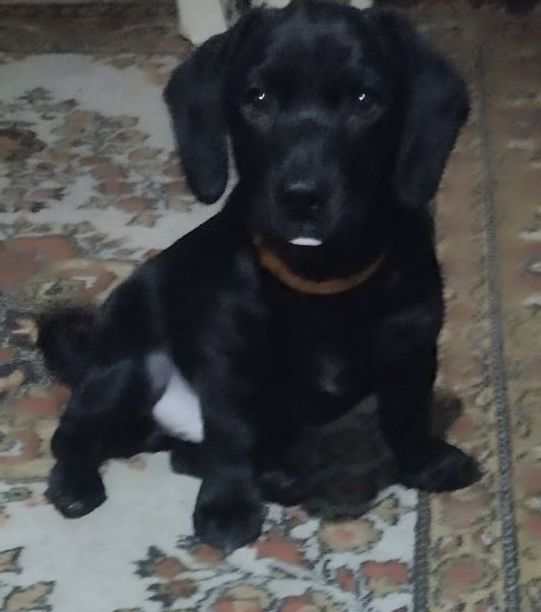 Віддамо цуцика в добрі руки