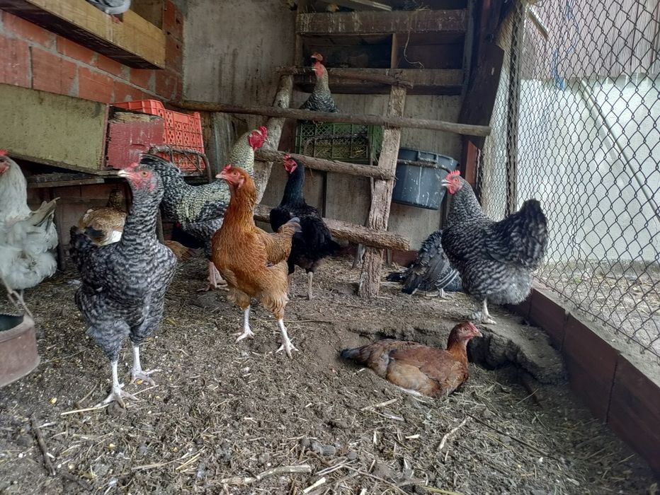 Aves de Capoeira - Galos e Galinhas - LER DESCRIÇÃO