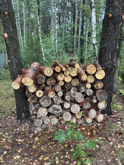 Drewno sosnowe srednica od kilku do 30 cm, dlugosc do 125 cm