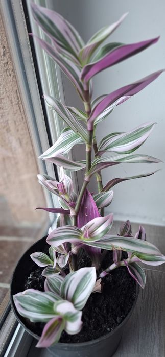 Trzykrotka filetowa 2 doniczki