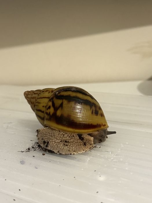 Ślimak afrykański Achatina Achatina Nigeria Standard