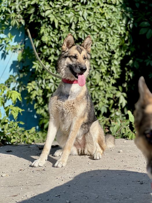 Лали ищет семью