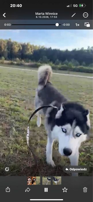 Lola w typie Husky szuka domu