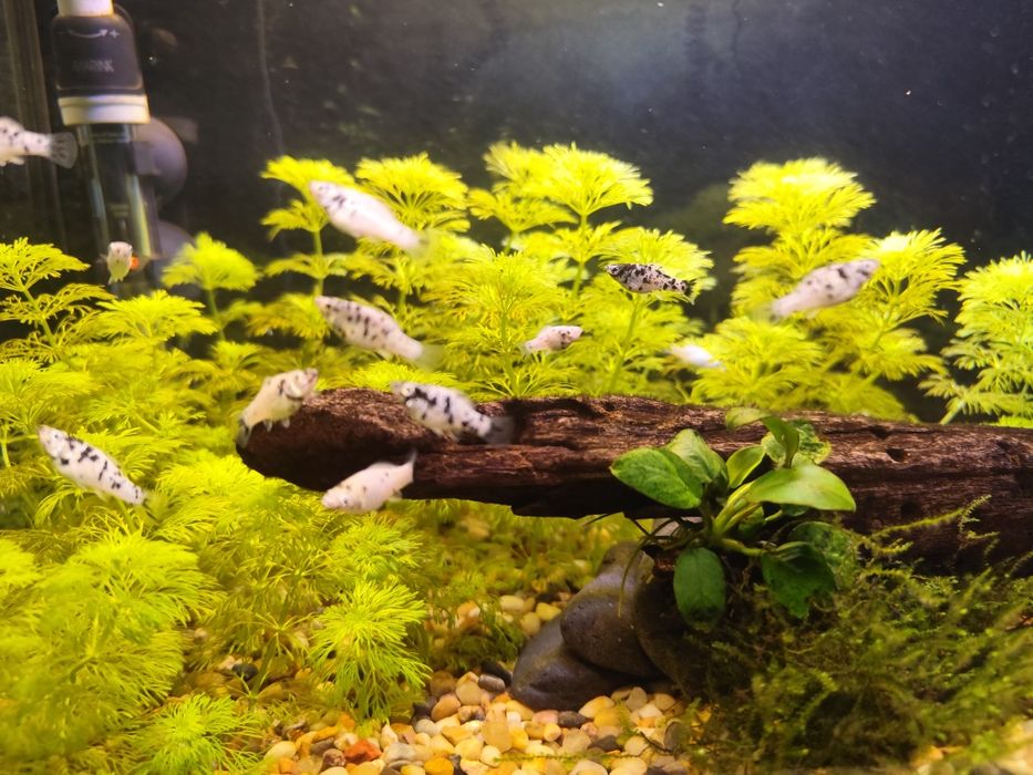 limnophila sessiliflora