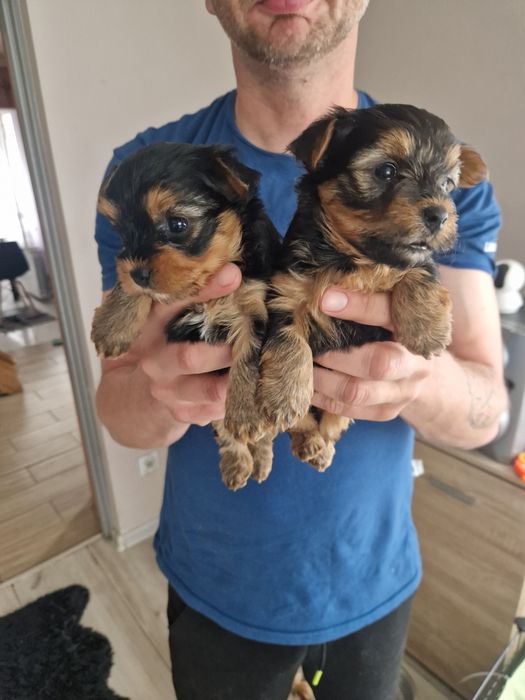 Yorkshire Terrier  rezerwacja