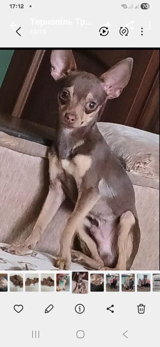 Красиві чистокровні той-тер'єри