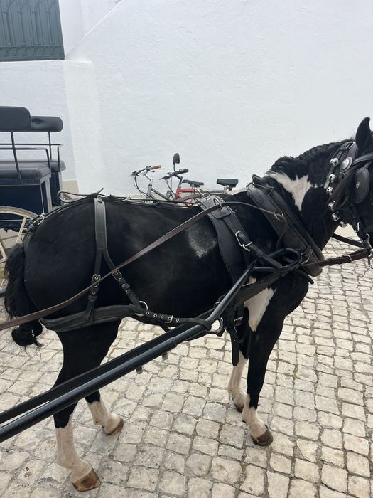 Ponei welsh  montado engatado