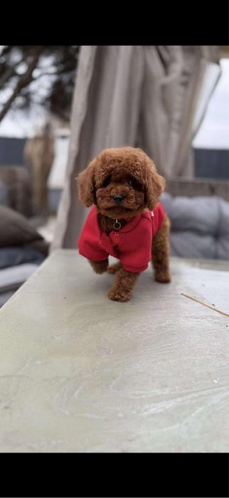 Pudel toy chłopak
