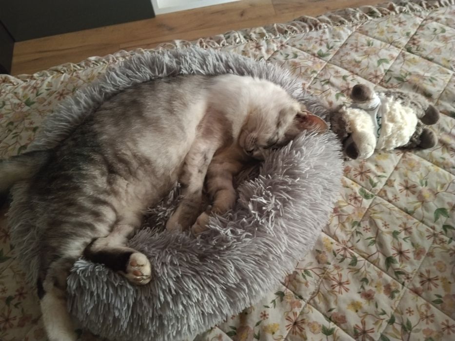 Cudowny koci przyjaciel do adopcji - Mikuś