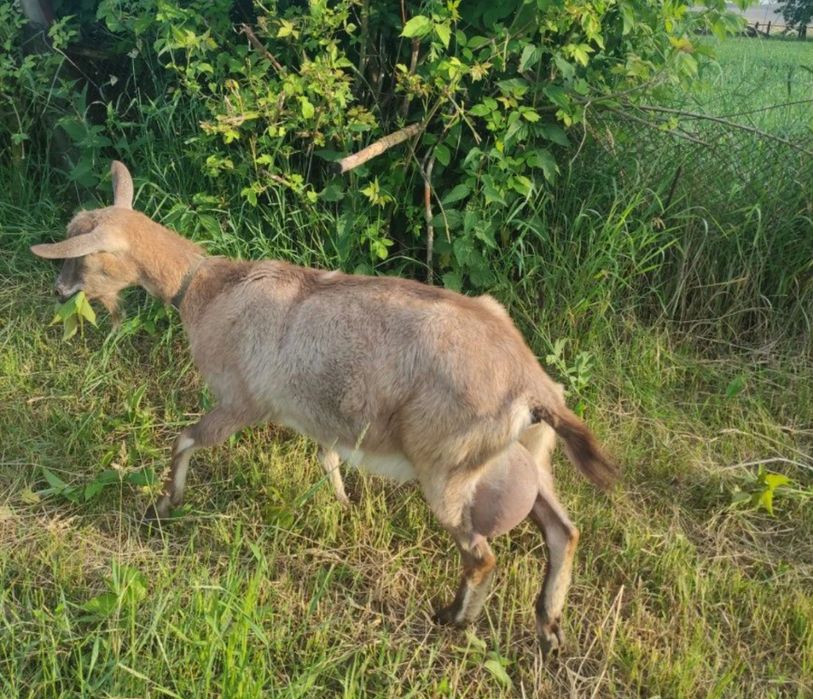 Альпийская дойная коза альпiйские кози  #козаальпiйска