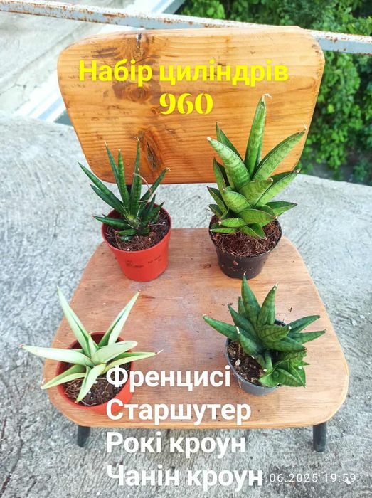 Сансевієрії циліндр, 12 сортів, інші