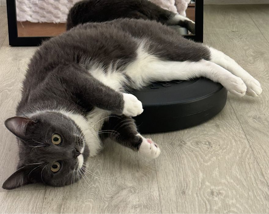 Віддам котика в добрі руки