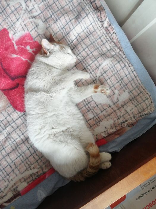 Білий з рудим КОТИК шукає родину, 1,5-2 роки