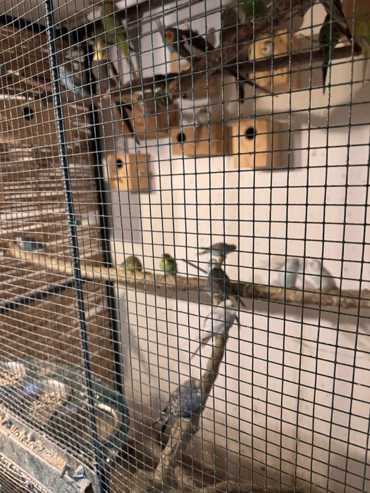 Priquitos, rolas diamante, mandarins e caturras para ceder