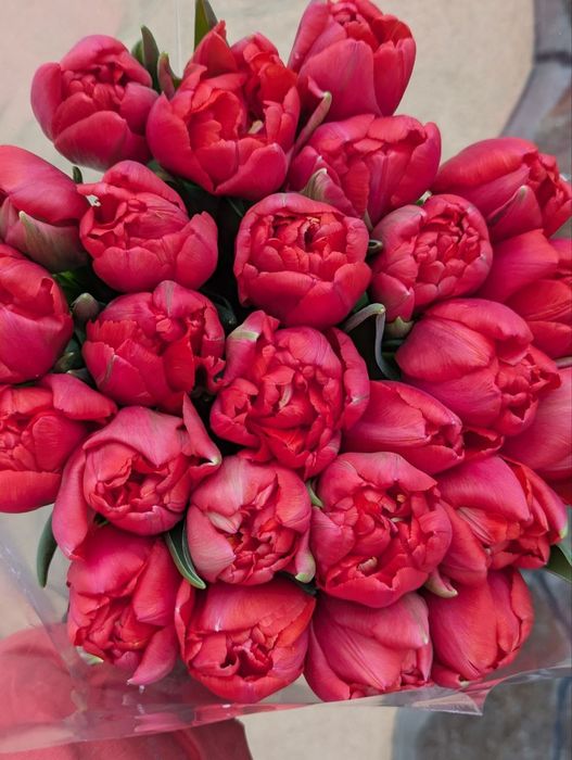 Тюльпани зрізні опт горщики,квіти