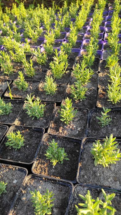 Lawenda.Sadzonki Lawendy