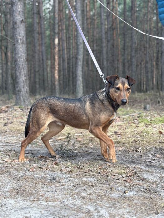 Młody psiak Nado czeka na dom