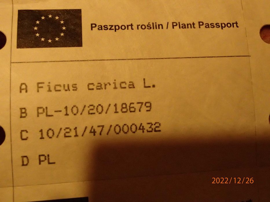 Drzewko figi owocującej Brown turkey 50