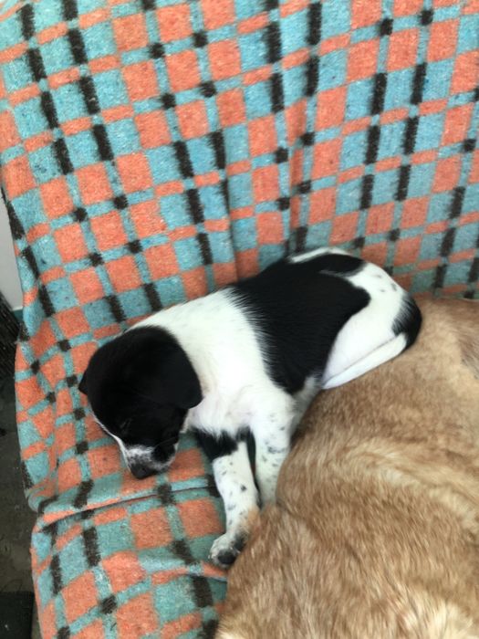 Cachorros para adopcao responsavel