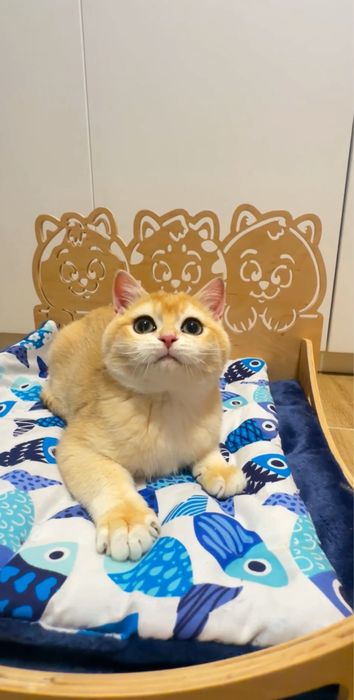 Лагідний грайливий мурчун