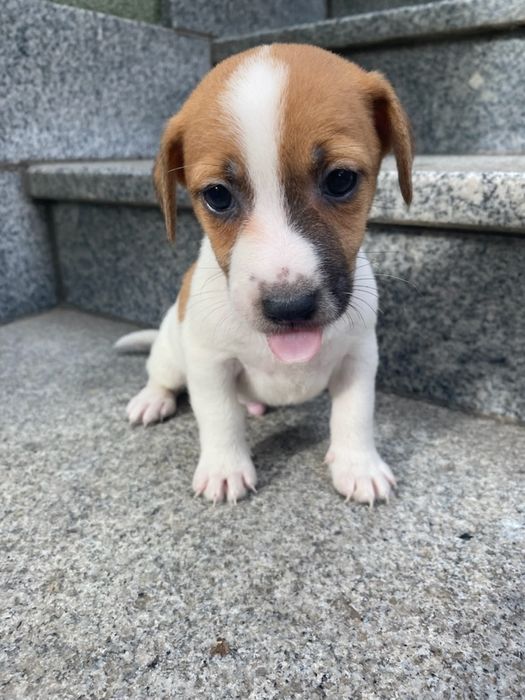 jack russell terrier szczeniak – Psy – szczeniaki, dorosłe OLX