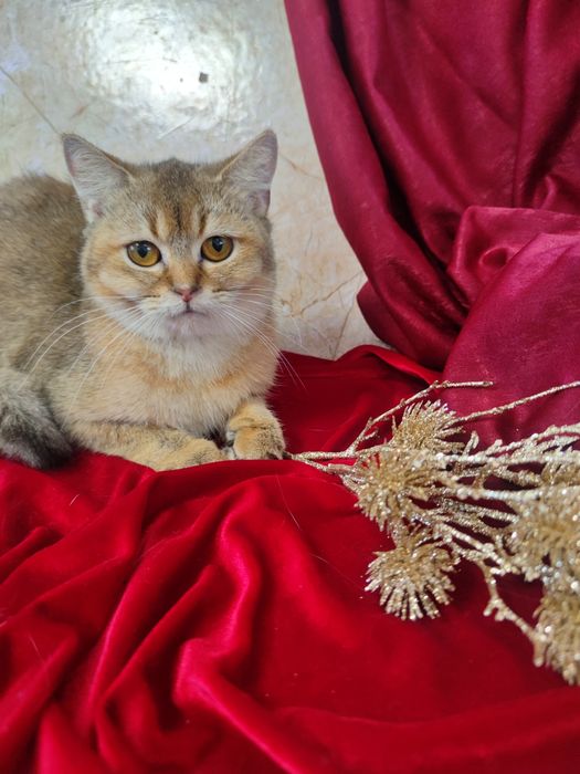 Маленький левеня, золота шиншила 5 міс