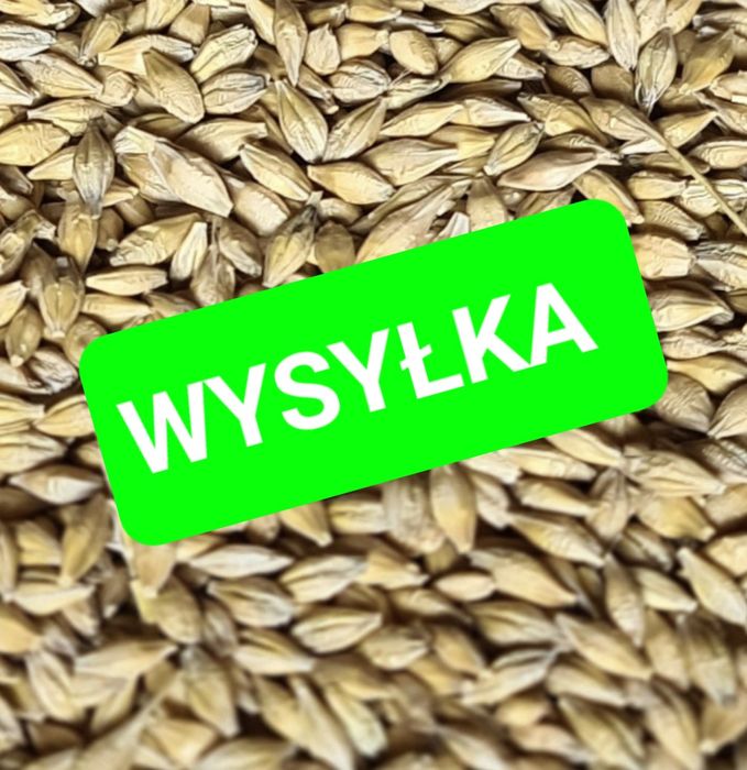 Jęczmień 20kg szybka wysyłka bezpośrednio od rolnika