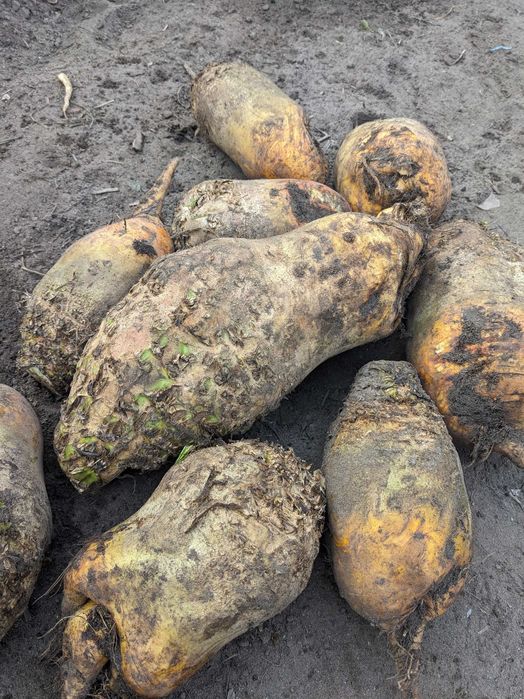 Sprzedam burak pastewny