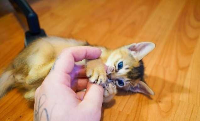 Абиссинская киця девочка окрас дикий