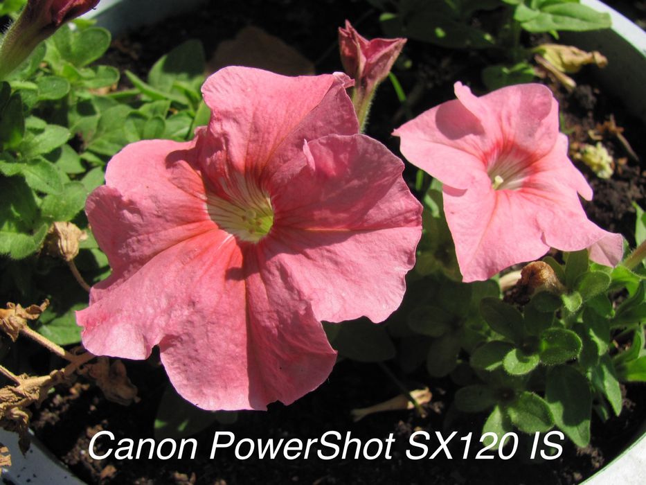 Ретро-ультразум Canon PowerShot SX120 IS