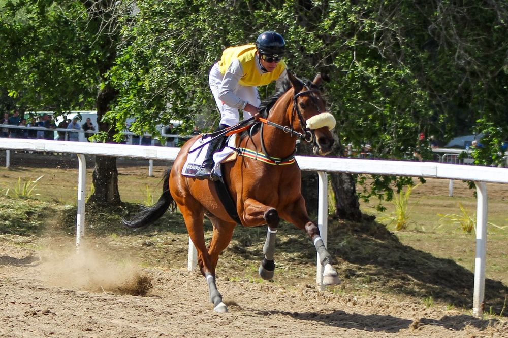 Cavalo psi macho