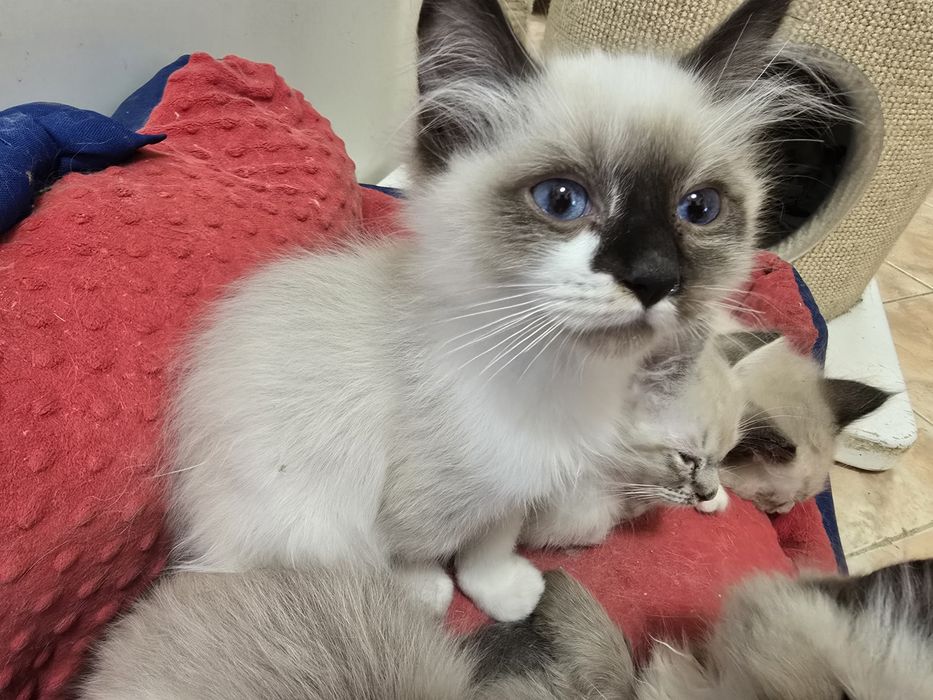 Ragdoll. do nowego domku w lutym