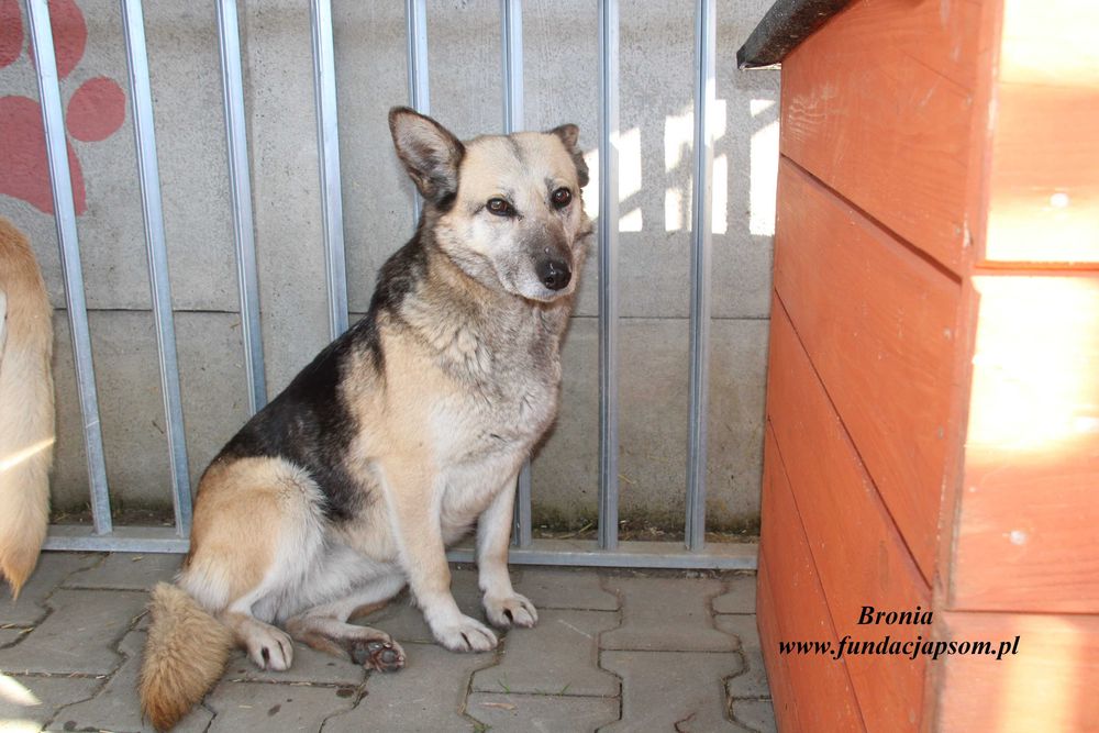 Bronia - sunia w typie owczarka