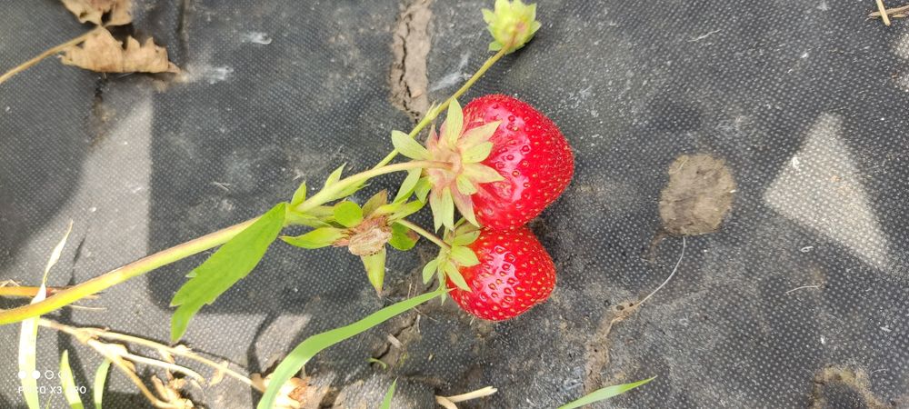 Продам участок 10 сотк "Соловьиная роща"