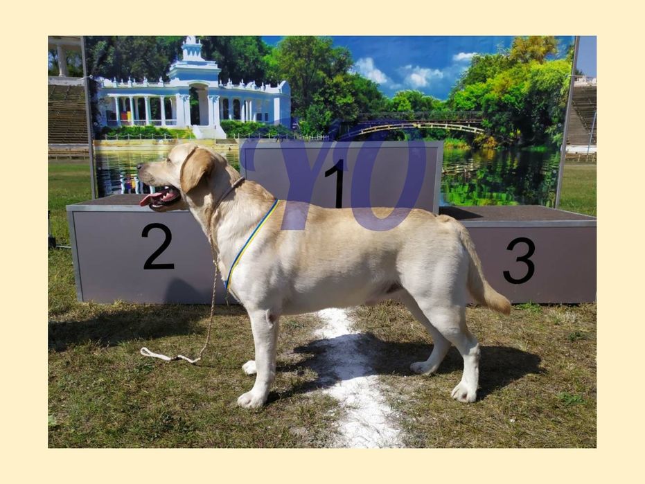 Лабрадор ретривер кобель