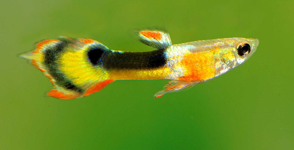 Gupik Endlera odmiana RED CHEST - Poecilia wingei - dowóz, wysyłka