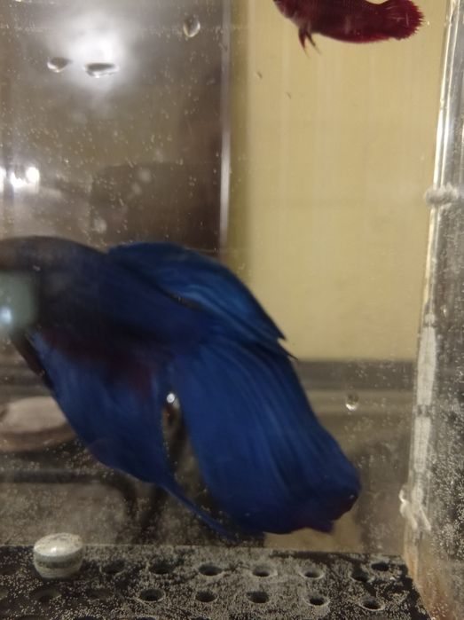 Аквариумные рыбки гупяшки гурами мраморный, данио, скалярия и другие.